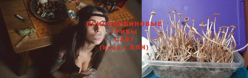 где продают наркотики  Волхов  Псилоцибиновые грибы Psilocybe 